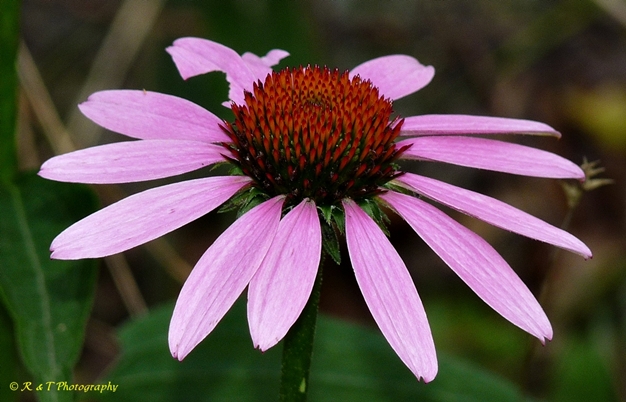 {Echinacea purpurea}